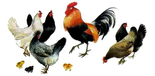 Петушок с семьей курицы и цыплята
