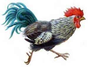 Петушок с семьей (рассказ) Петушок