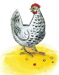 Сказка: Петушок в желтых штанишках и курочка в рябеньком платьице (иллюстрации: Сутеев В.) курица