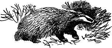 По следам (сказка) барсук