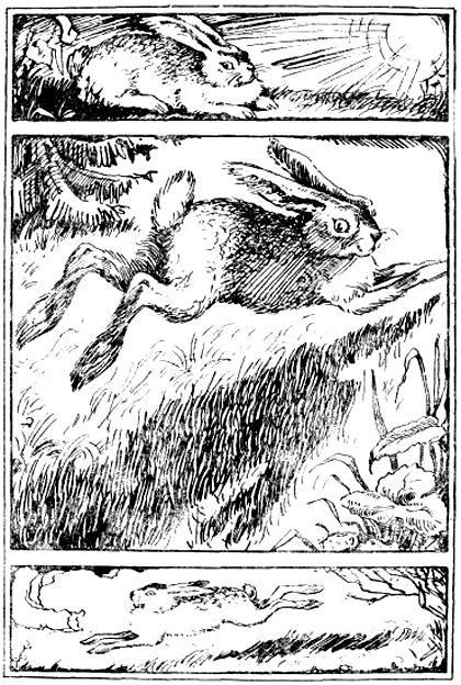 Почему заяц косой? (донская сказка) Почему заяц косой?