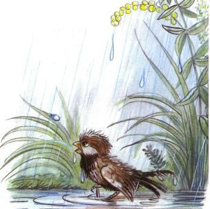 Сказка: Под грибом (иллюстрации: Сутеев В.) воробей под дождем