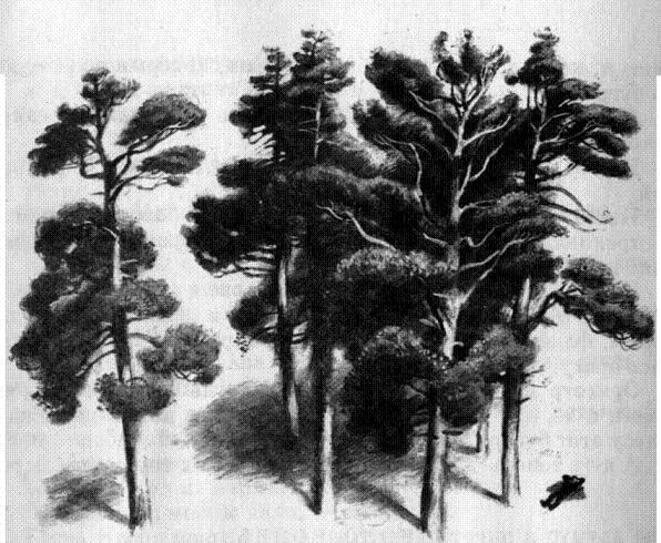 Чистый дор: Под соснами Под соснами