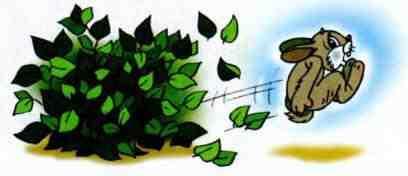 заяц вылетел из куста пинок