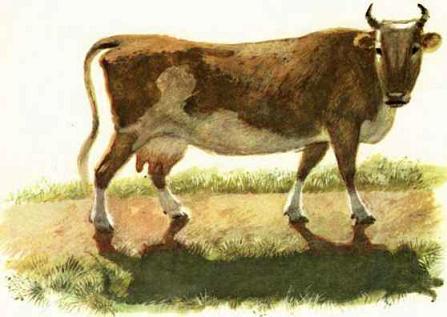 При ясном солнышке (рассказы) корова