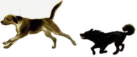 При ясном солнышке (рассказы) собаки