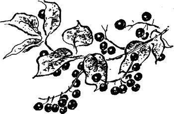 Приемыш Приемыш