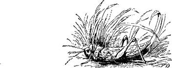 Прыгуны (сказка) кузнечик