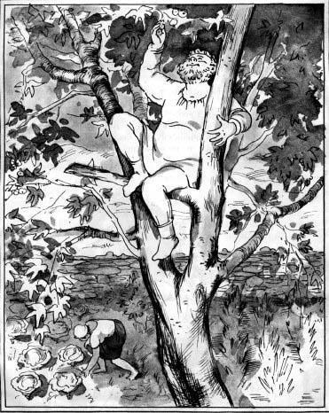 Бертольдо на дереве рвет фрукты фиги