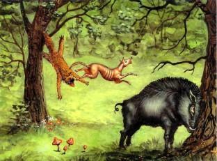 лисица и дикая свинья