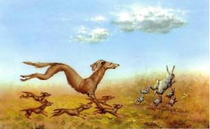 борзая загоняет зайцев