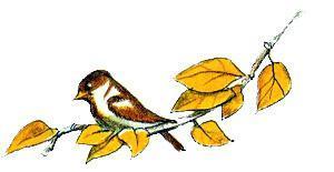 Приключения сдобной Лизы (сказка) воробей