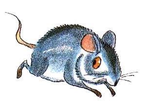 Приключения сдобной Лизы (сказка) мышь