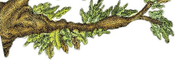 Принцесса-кобра 08