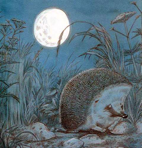 Про Ёжика и Кролика: Подарки в день рождения (сказка) Ёжик в камышах ночью