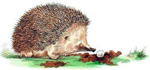 Про Ёжика и Кролика: Кусочек зимы (сказка) Ёжик и снежок