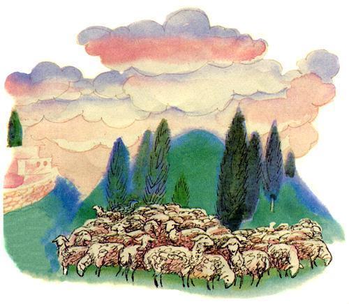 овцы на пастбище