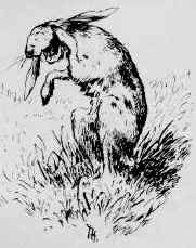 хозяйка и кошка