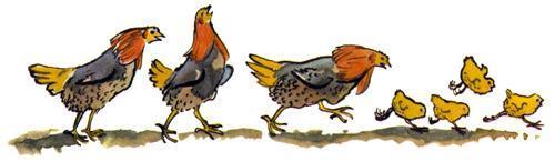 Путаница (стих Корнея Чуковского) Курочки