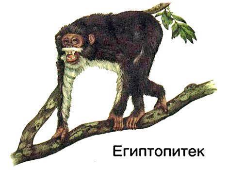 Путешествие в древний мир (энциклопедия) египтопитек