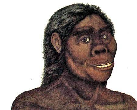 Homo habilis был, вероятно, первым человеком.