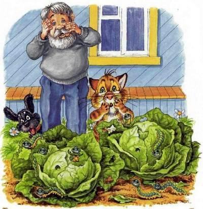 нашествие насекомых гусенницы поели капусту в огороде