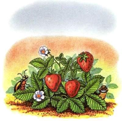 Как подружились Пузик и Тузик (сказка) клубника