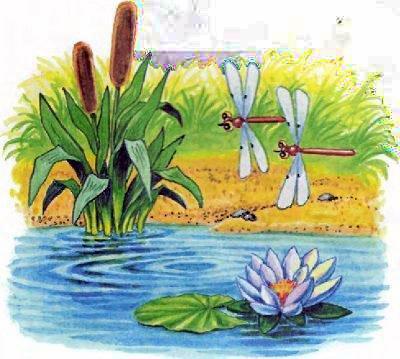 озеро камыш стрекозы летают