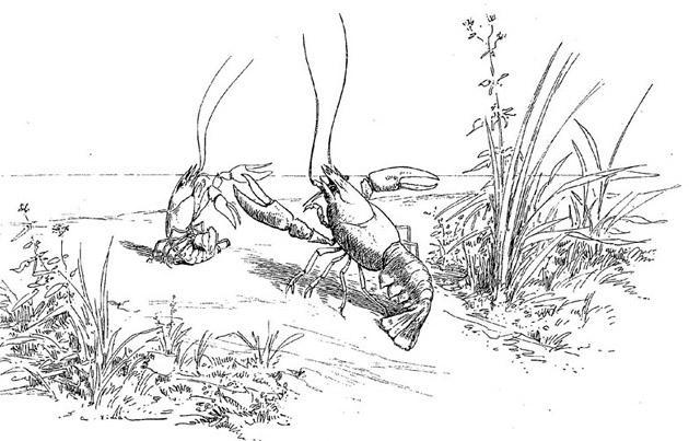 Рак и его сын (басня) Рак и его сын