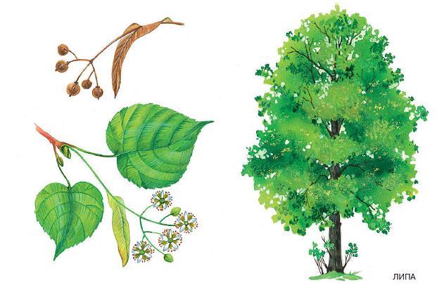 липа