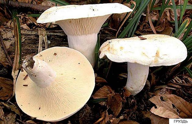 груздь