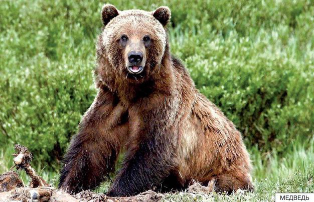 медведь
