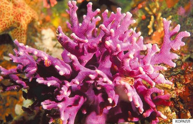 Расскажите детям о морских обитателях коралл