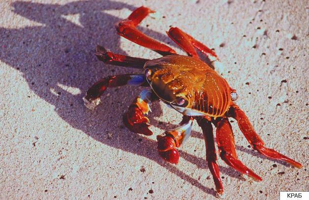 Расскажите детям о морских обитателях краб