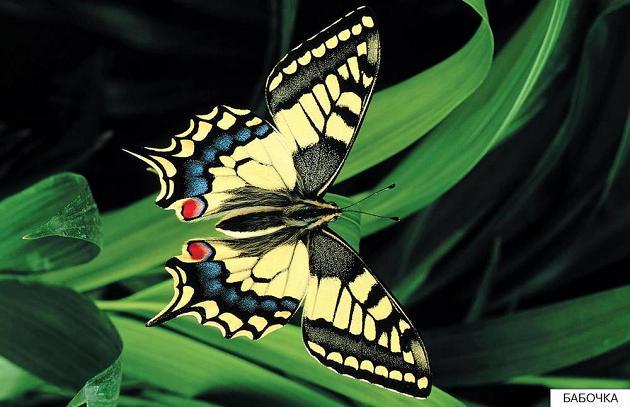 Расскажите детям о насекомых бабочка