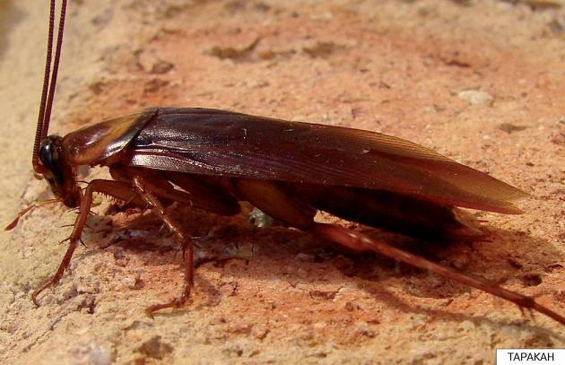 таракан