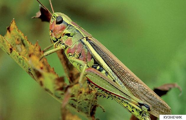 кузнечик