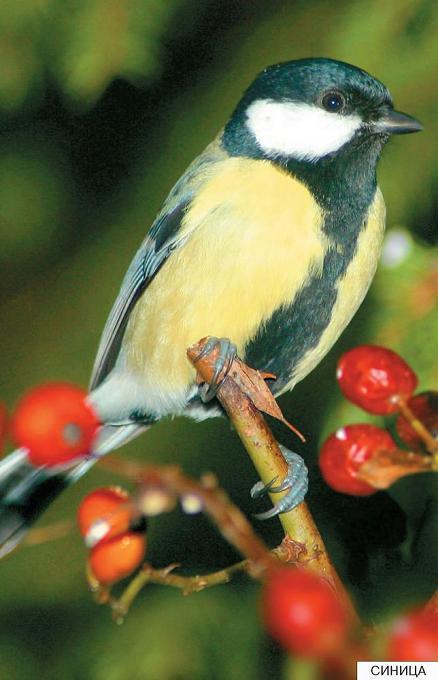 синица