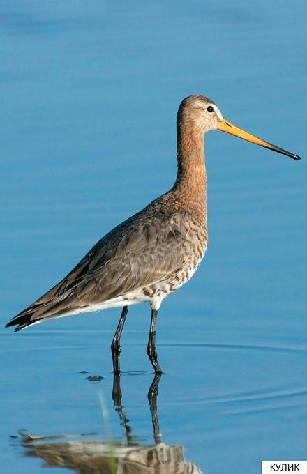 кулик
