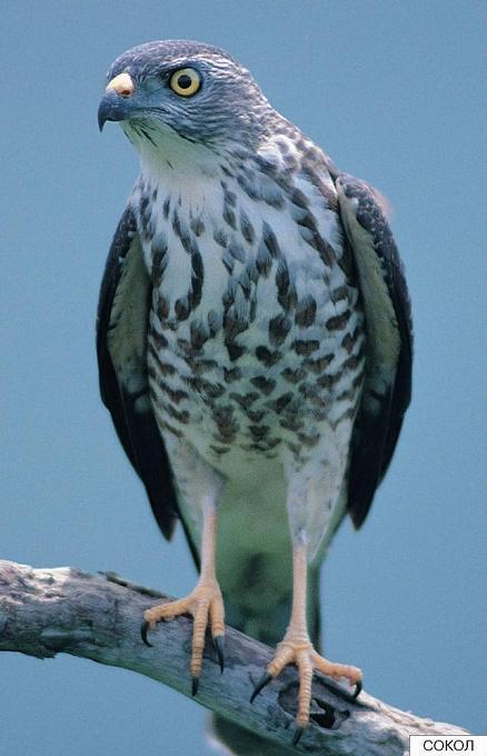 сокол
