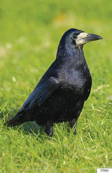 грач