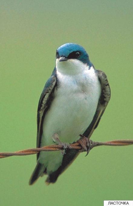 ласточка