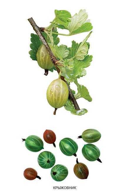 крыжовник