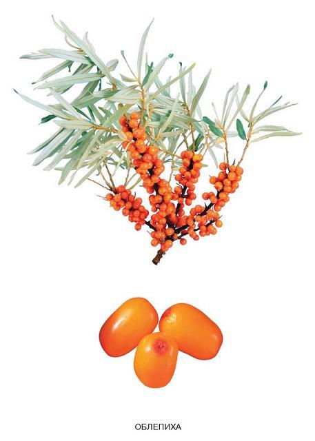 облепиха