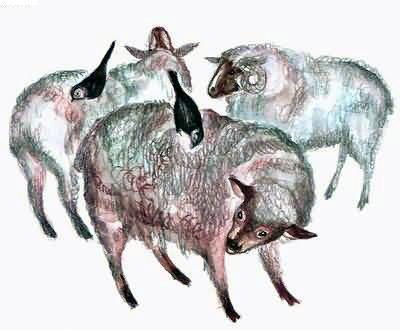 Рассказы о всякой живности Галки и овцы