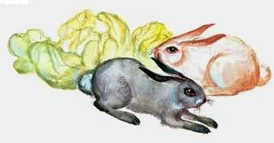 Рассказы о всякой живности зайцы