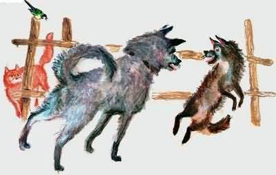 собаки