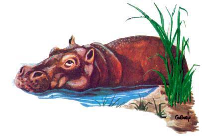 ГИППОПОТАМ РАМЗЕС