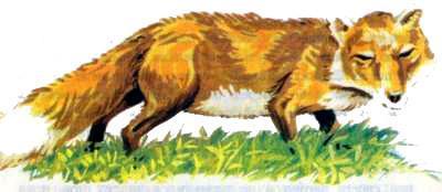 Рассказы о зоопарке лиса