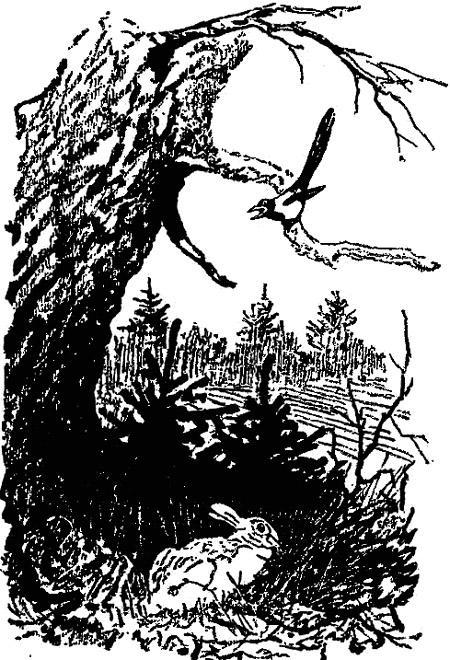 Разговор птиц и зверей